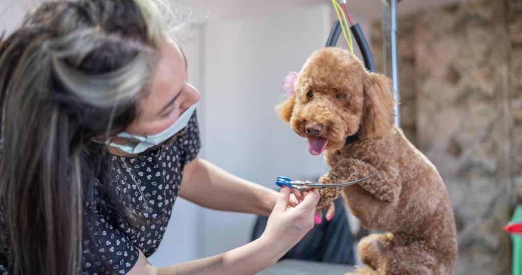 Pet groomer trimming a dog's fur, illustrating a pet care grooming business.