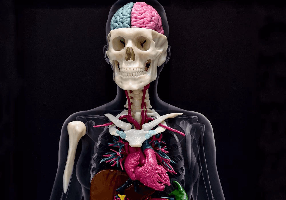 3D printed human body