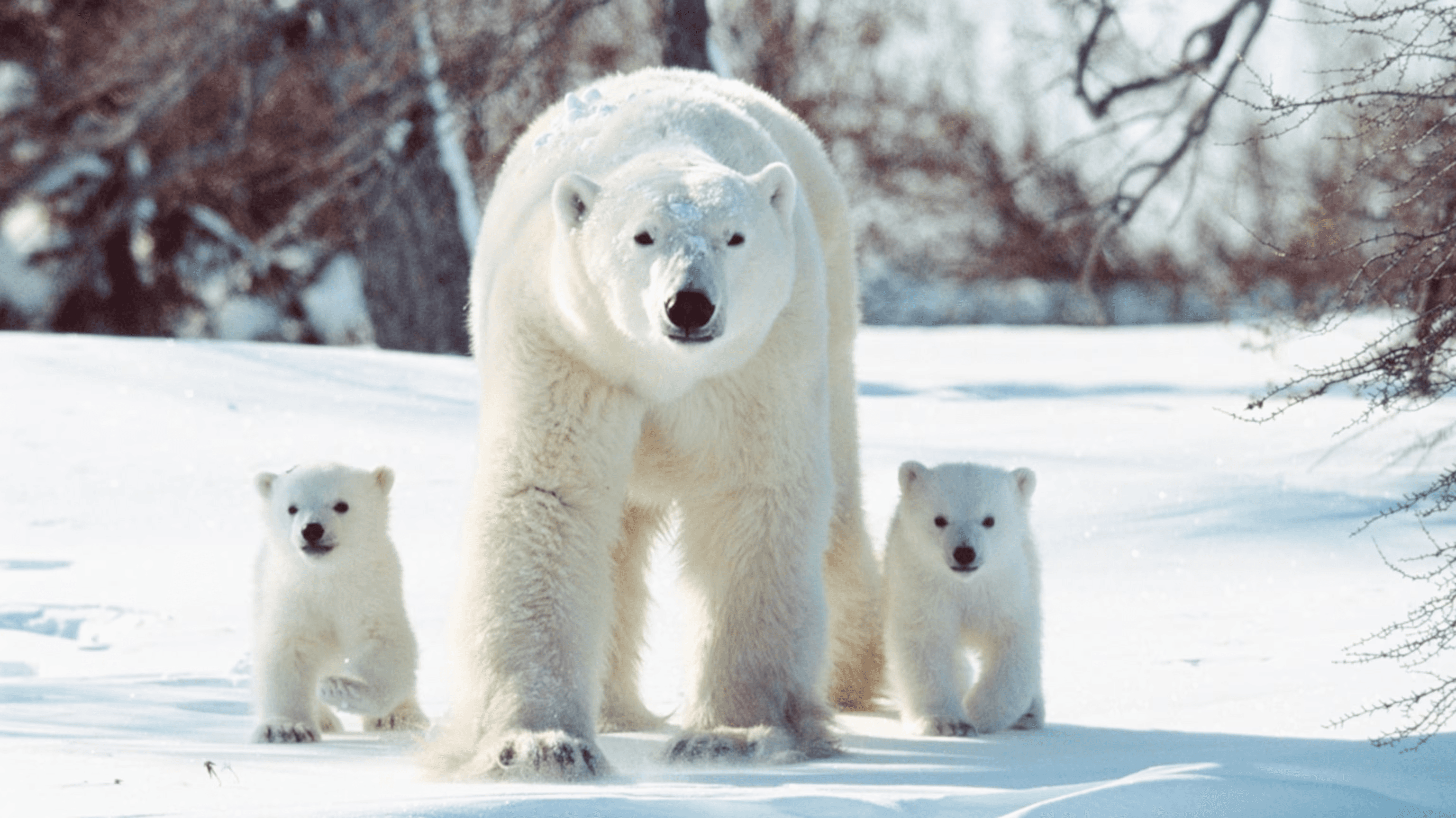 Polar_bear
