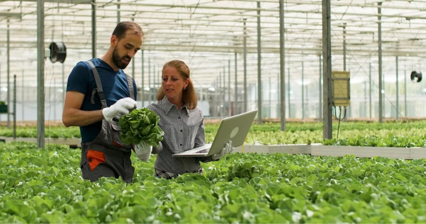 Farmers inspecting greenhouse crops