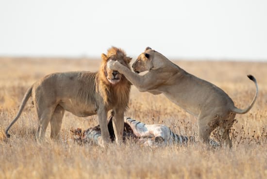 Etosha National Park Lions Eating