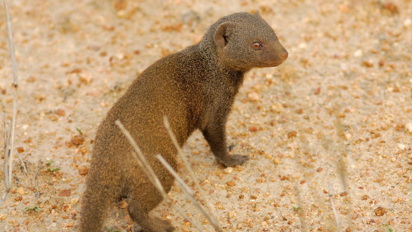 Africa's Smallest Carnivore