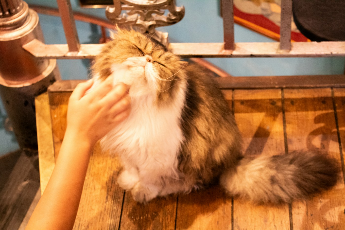 A fluffy long-haired cat being stroked on a wooden surface