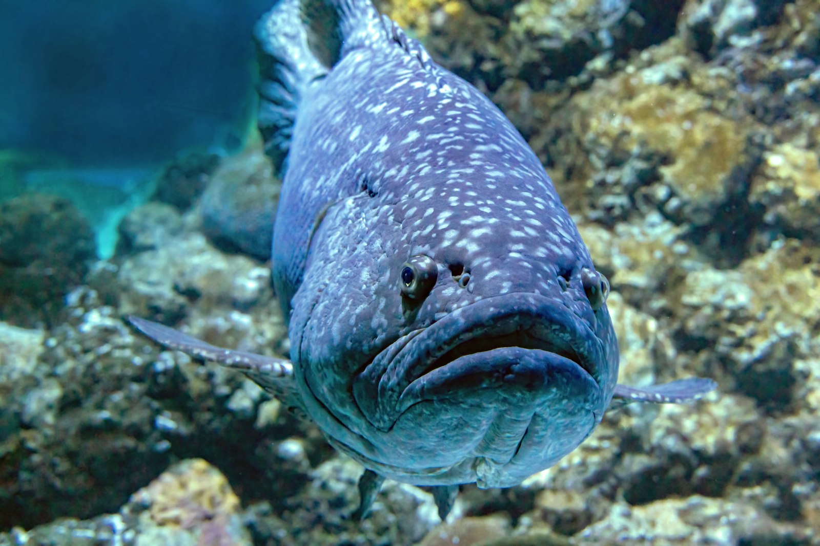 Giant grouper resting on a rocky reef in Triton Bay's protected waters