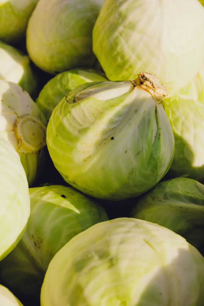 Kolen reddings actie van The No Waste Army