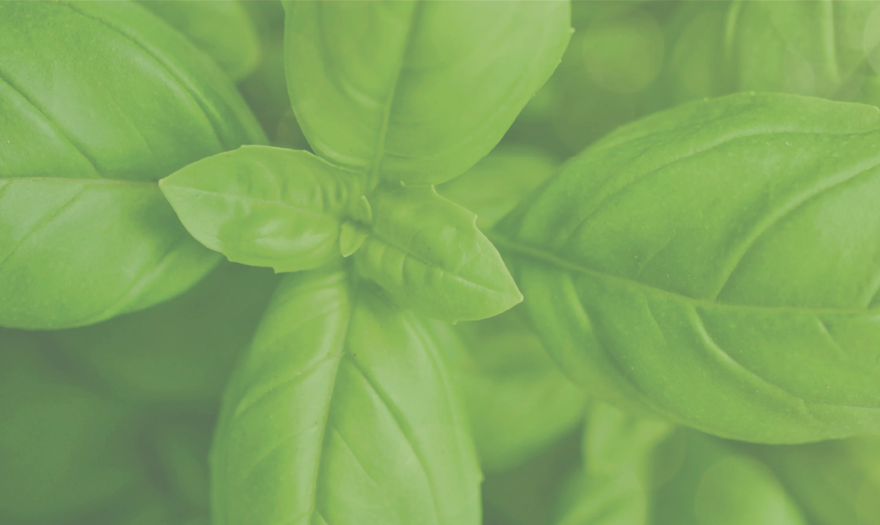 William Murray brand texture basil green