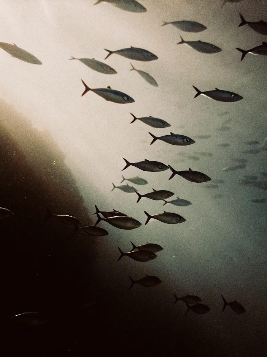 Serene Underwater Scene