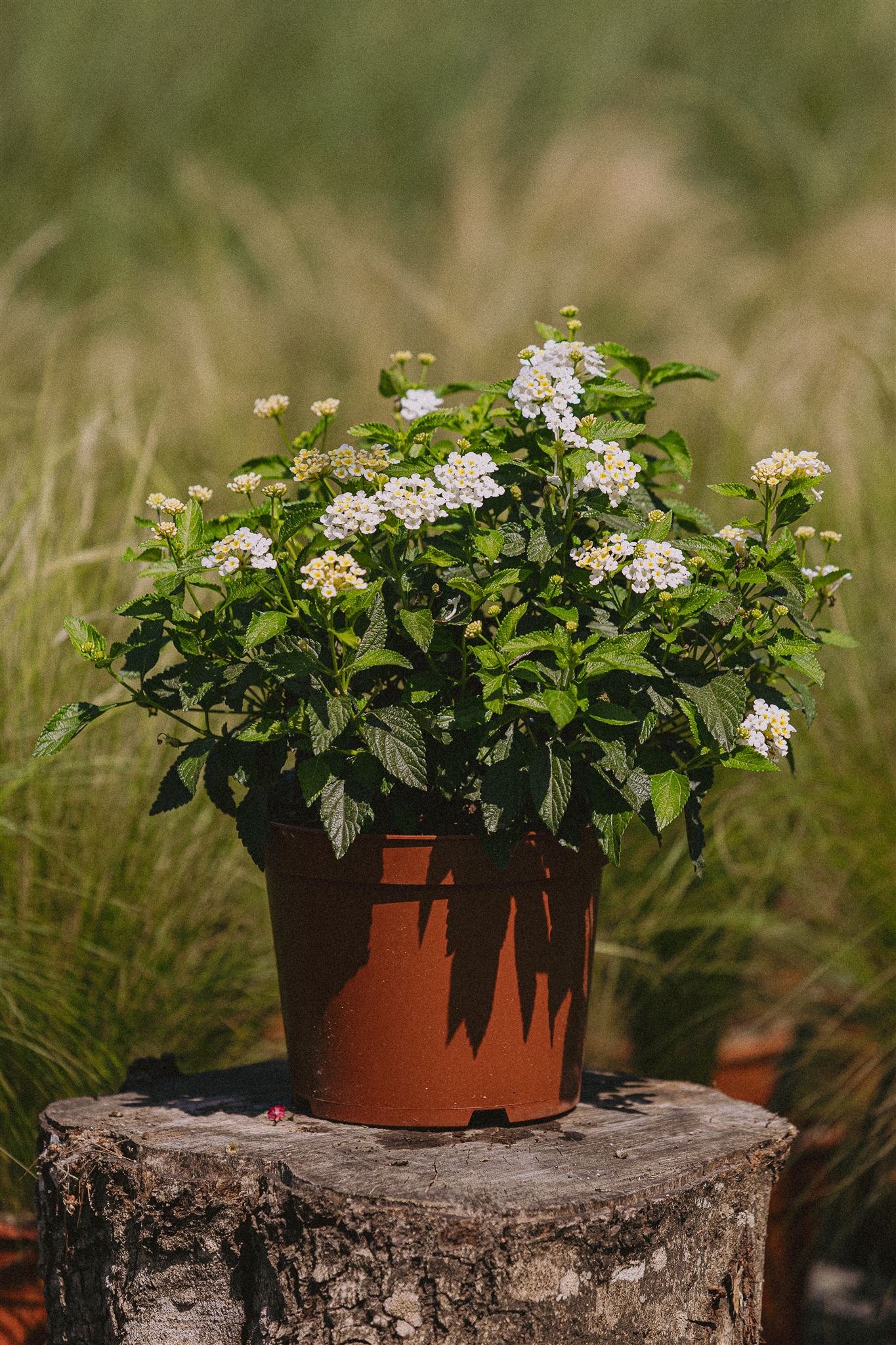 White Lantana Eiviss Garden