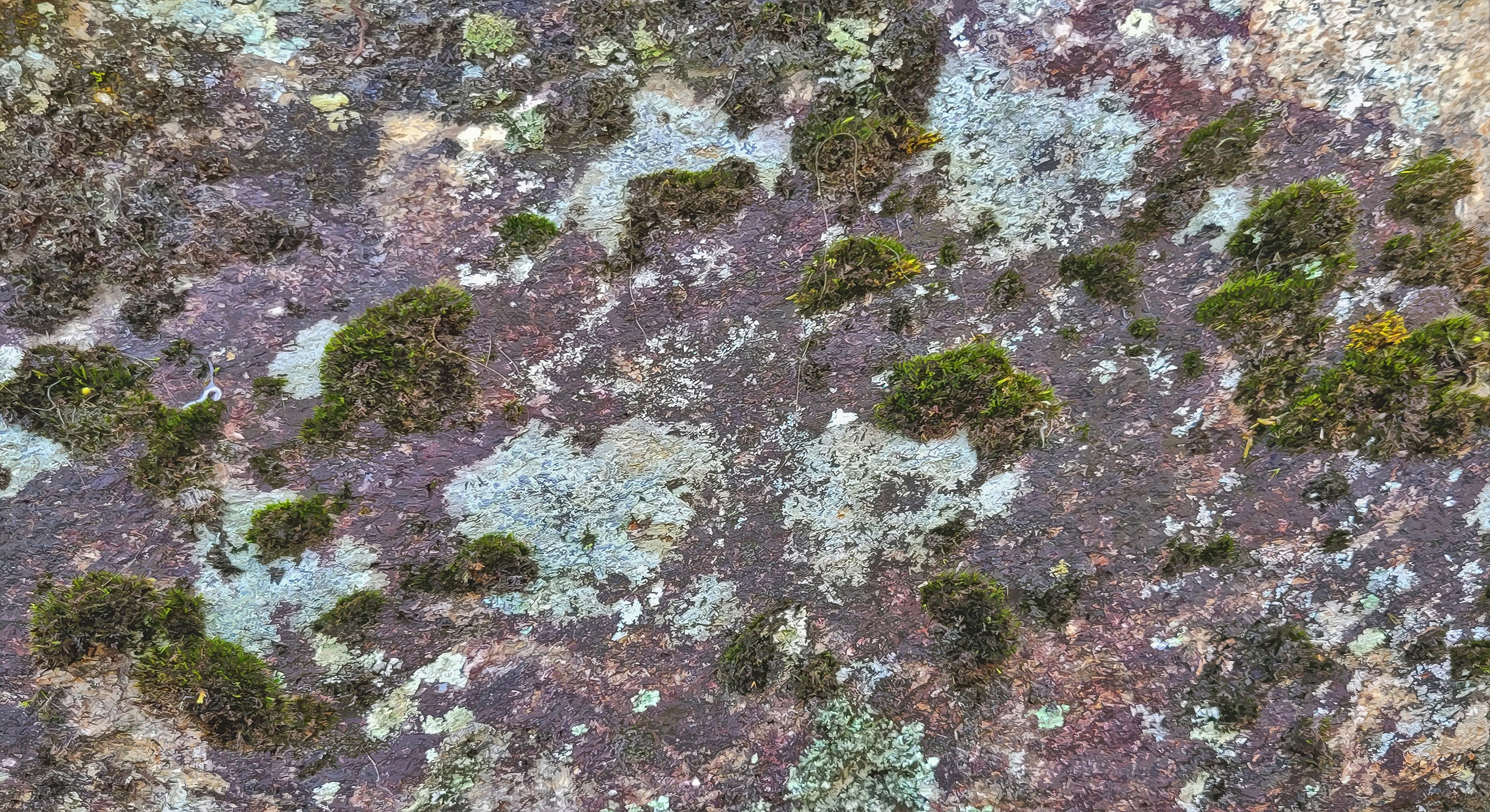 Close-up photograph of moss and lichen growing on a weathered stone surface. The blend of green, gray, and earthy tones reveals organic patterns formed by time and natural decay.