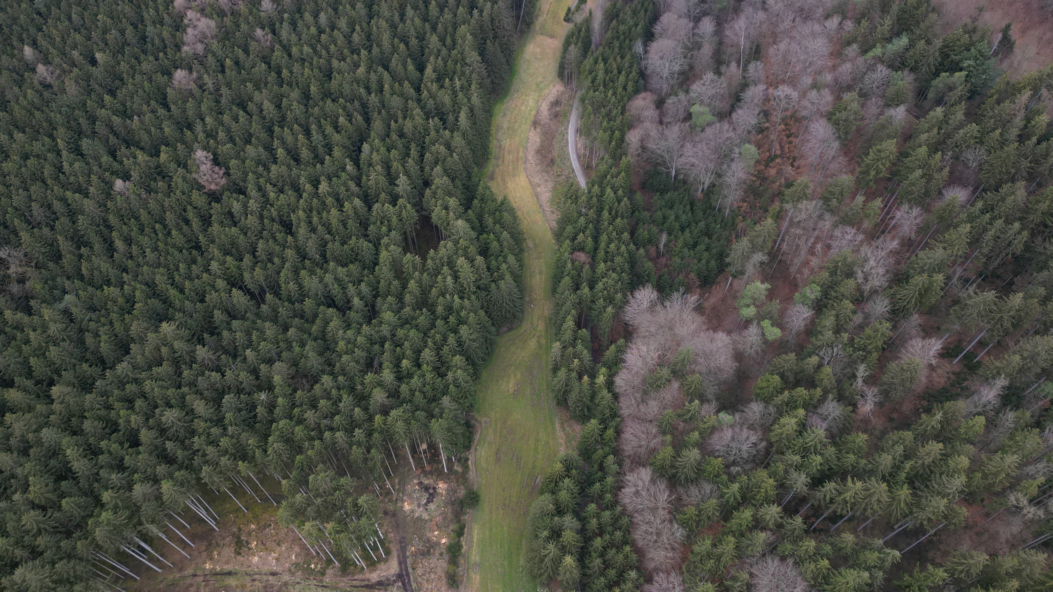 Aerial shot vom Wald in Dinkelscherben