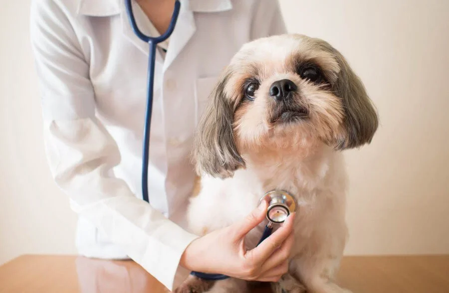 Dr. Salome Viñas using a stethoscope to examine a small dog during a veterinary checkup.