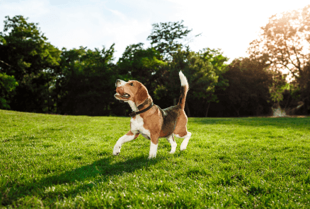 Cachorro beagle brincando com bola