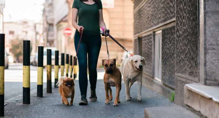 perro paseando entorno urbano