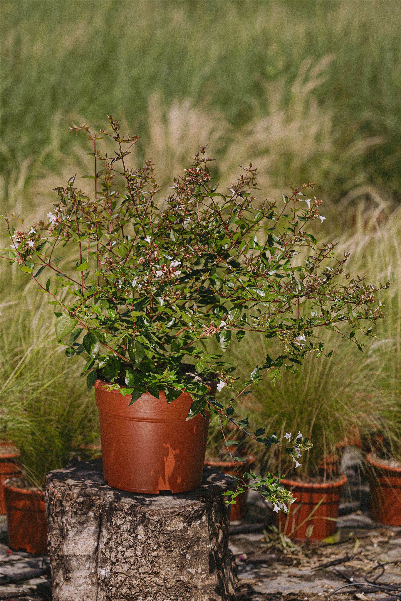 Tomillo Eiviss Garden
