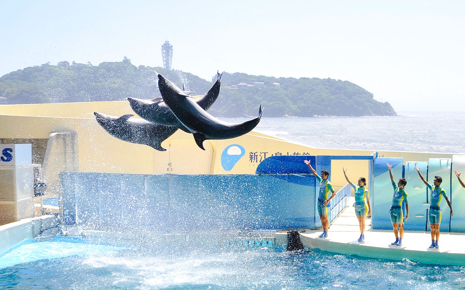 Dolphins performing at Enoshima Aquarium, Japan, with trainers guiding them through jumps.