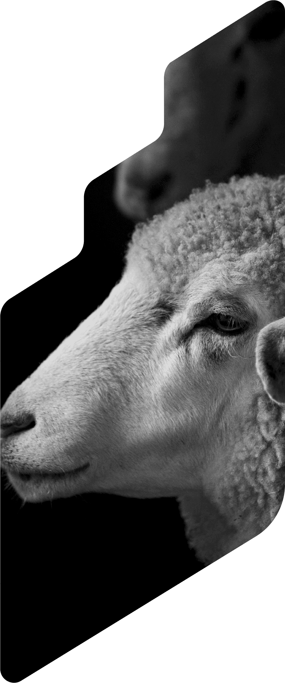 Black Sheep - blog post image2
