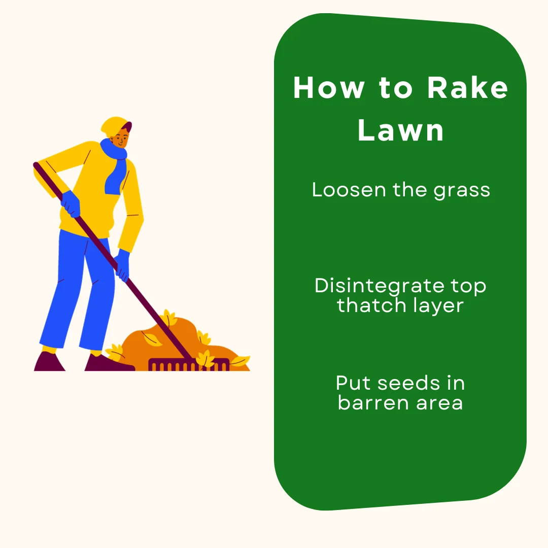 Steps For Raking the Lawn