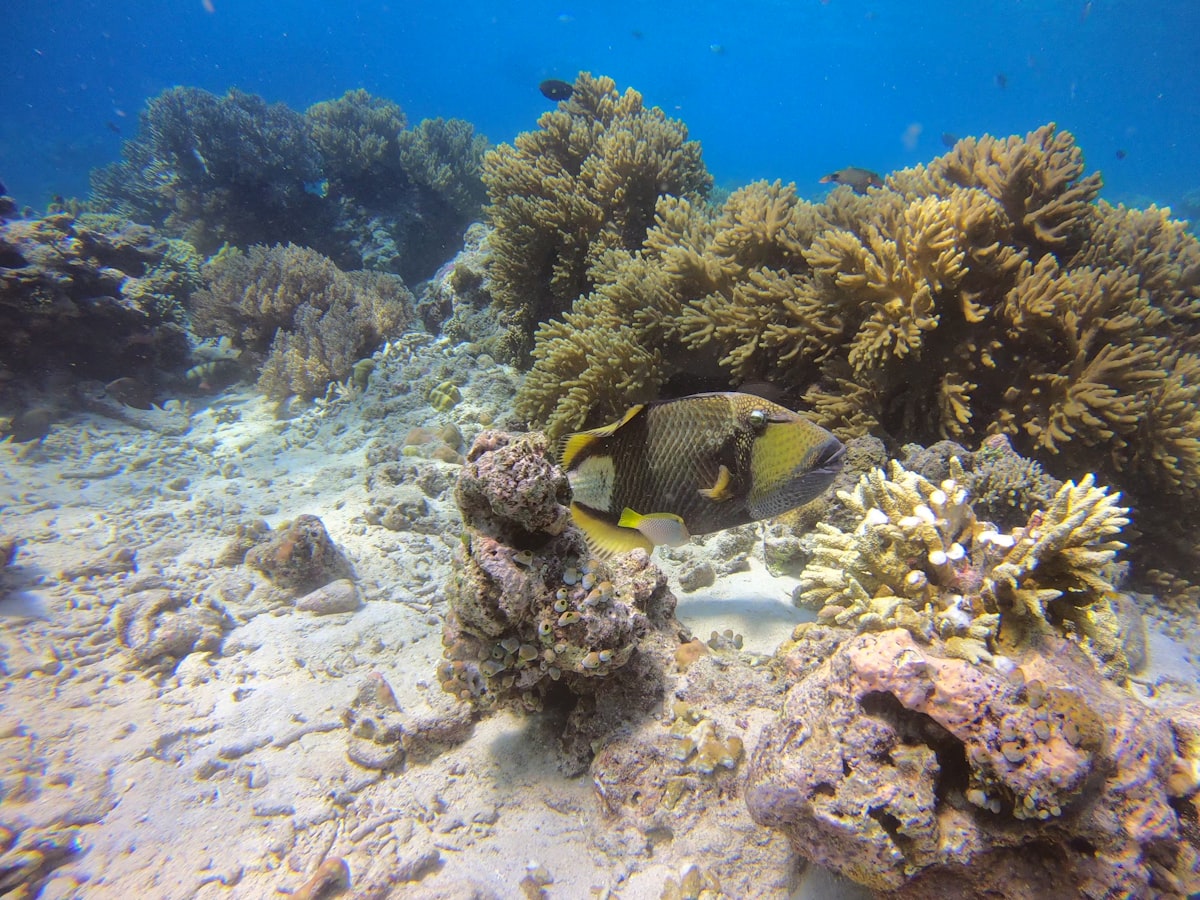 Titan triggerfish swimming over a soft coral reef in Indonesia's Coral Triangle