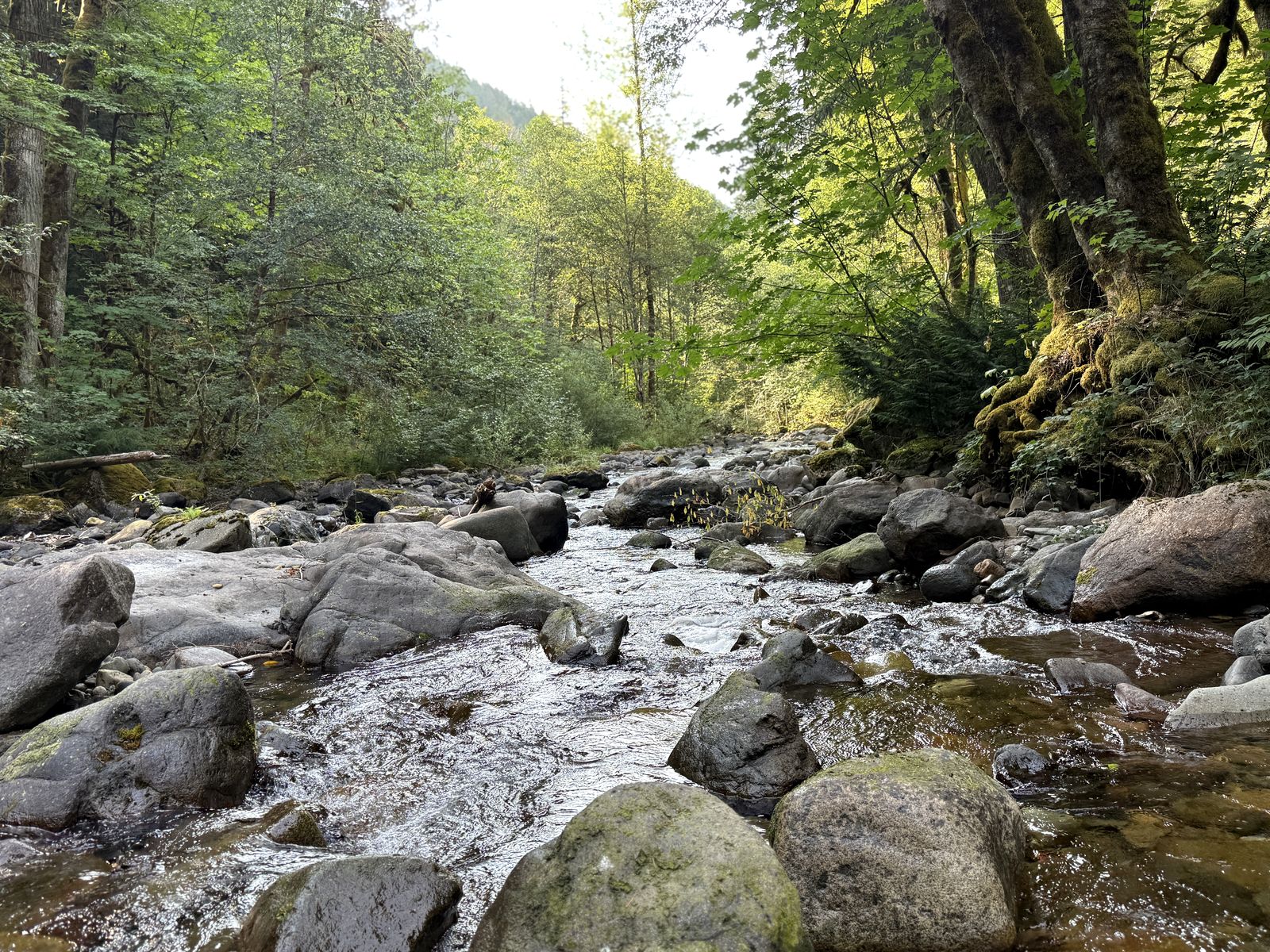 Skate Creek running through the forest near Packwood, Washington