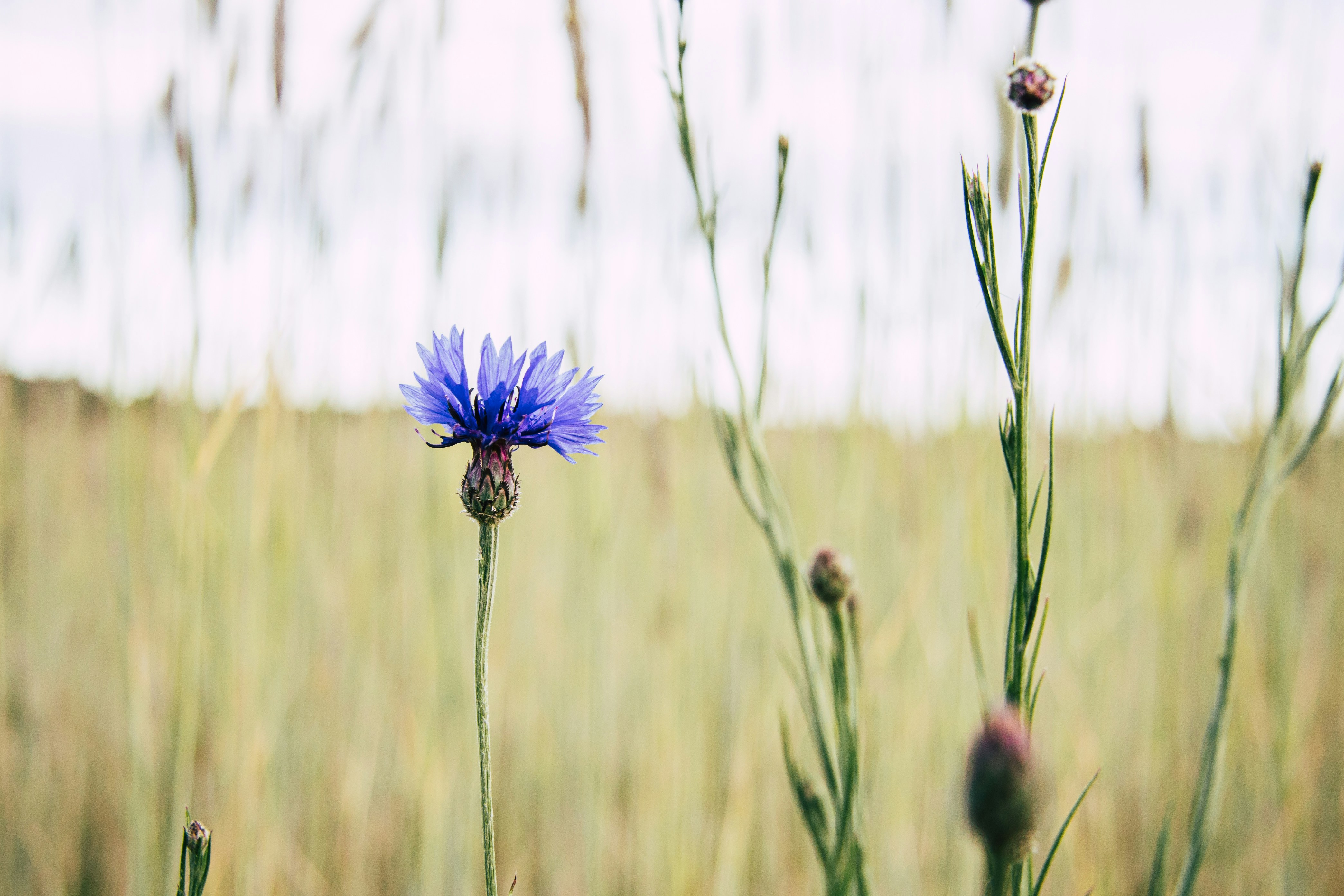 a blue flower in a field of tall grass