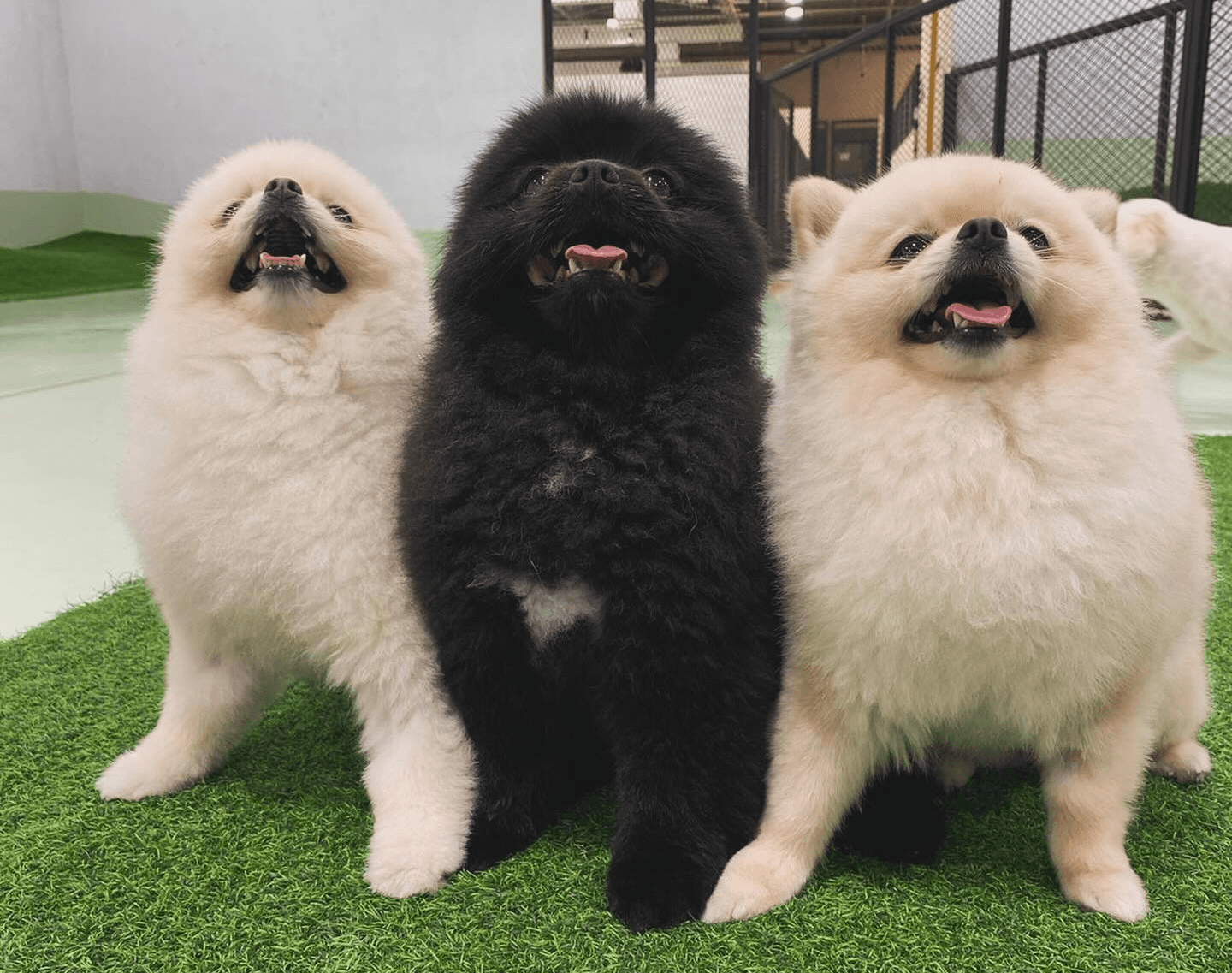 Three dogs enjoy their time in a lovely dog hotel