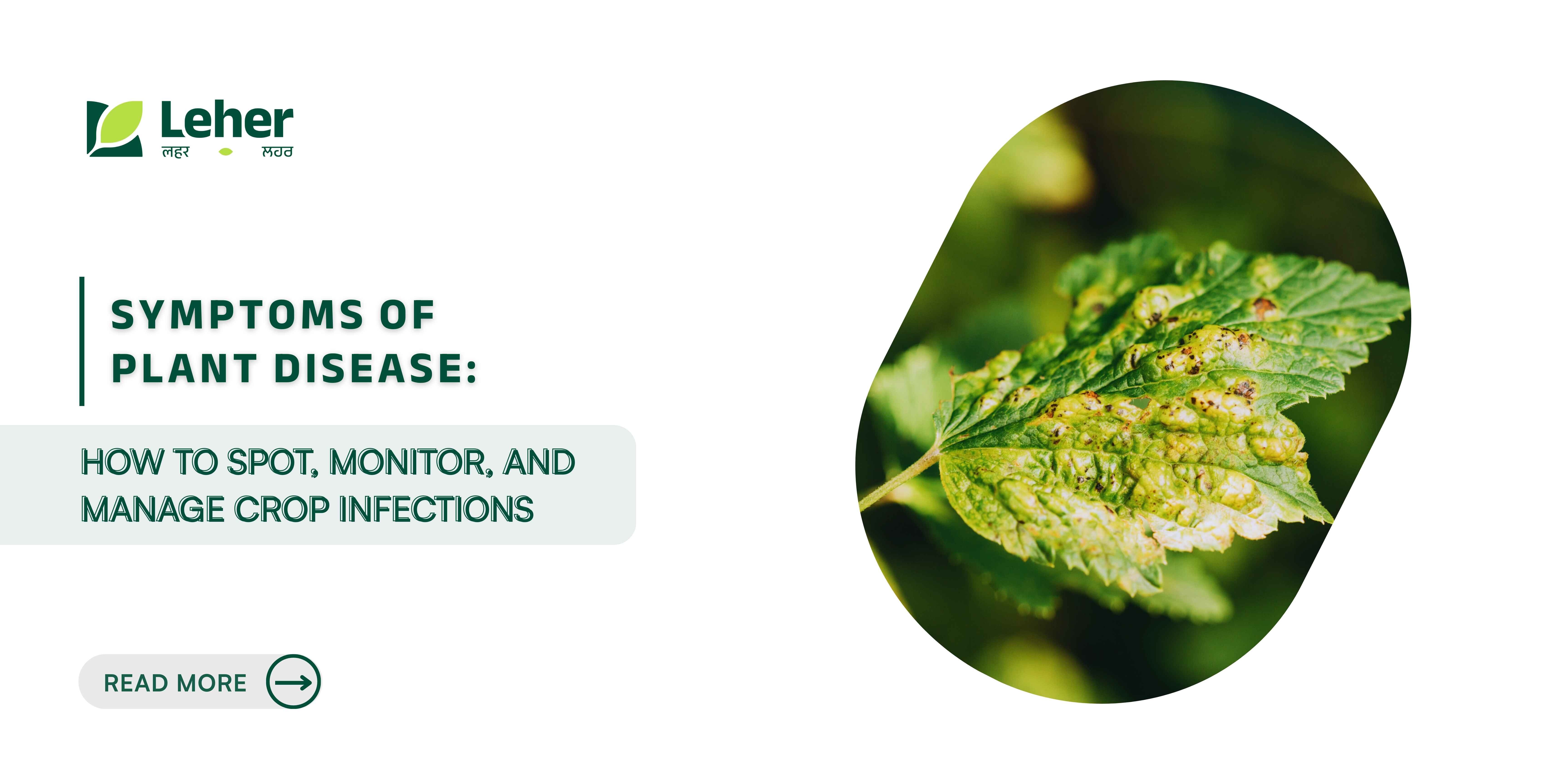 Symptoms of Plant Disease: How to Spot, Monitor, and Manage Crop Infections