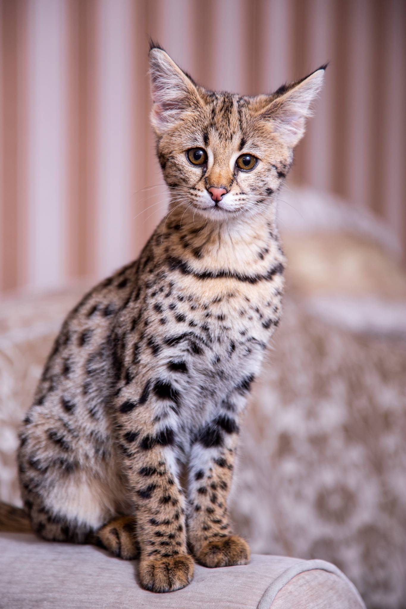 Savannah Cat Breed History