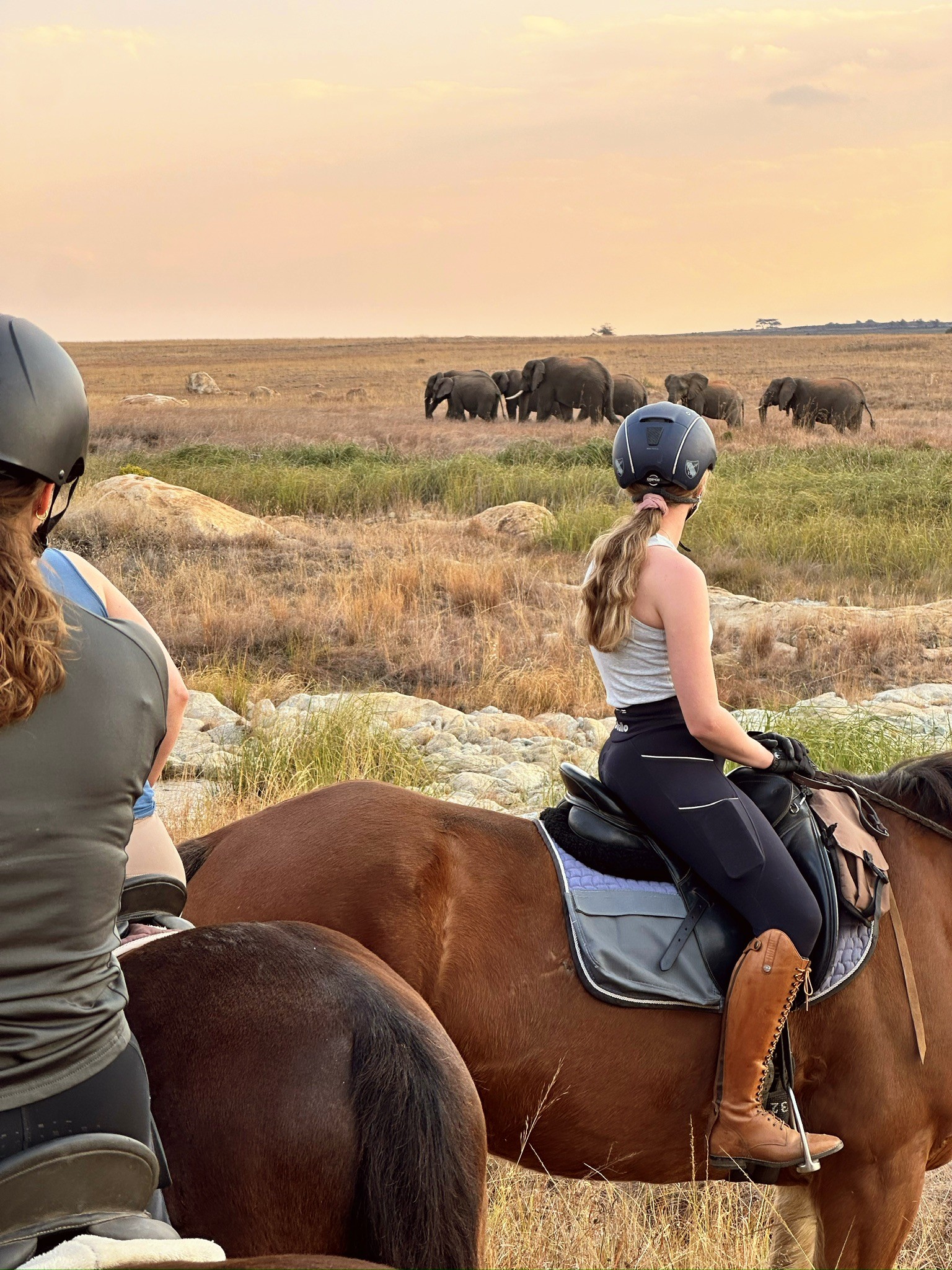 Kilimanjaro Elephant Ride, Arusha National Park, Tanzania – elefant i högt gräs tittar mot kameran, medan fem ryttare till häst på ridsafari i bakgrunden betraktar elefanten i ett grönt och frodigt landskap.