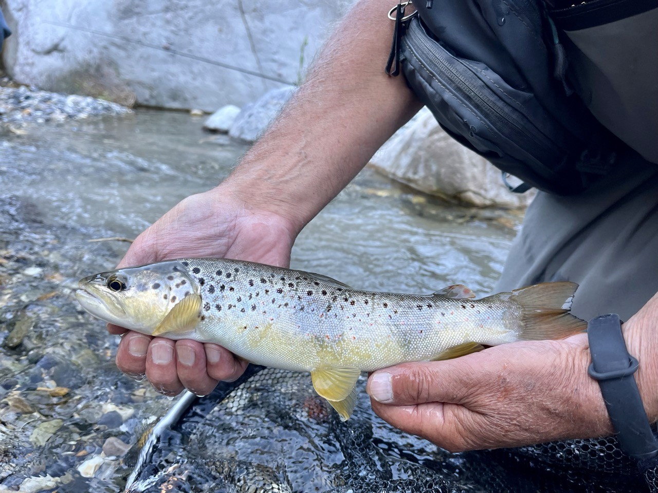 Brown trout French Riviera angler