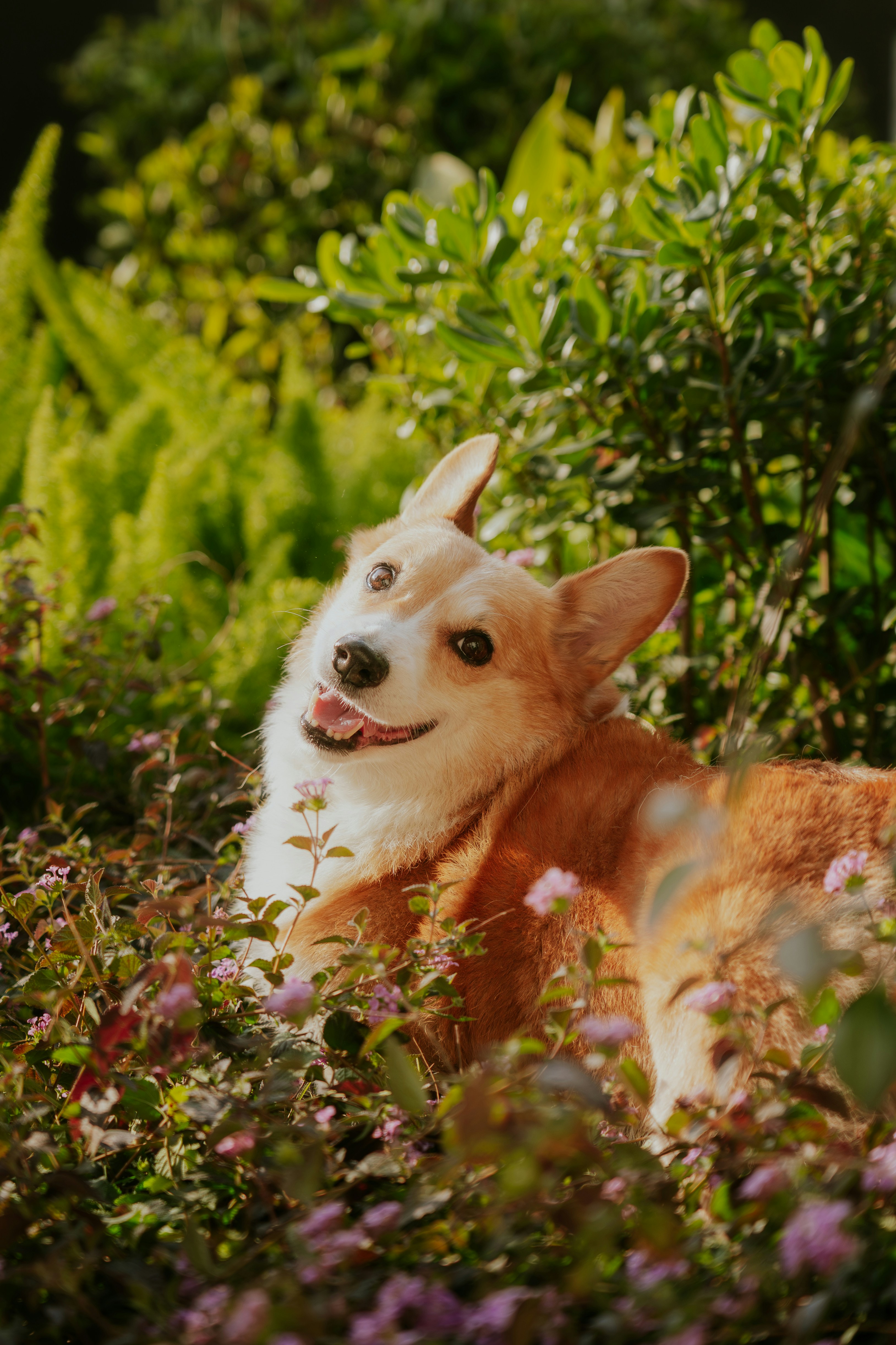 A happy corgi dog lies in a garden.