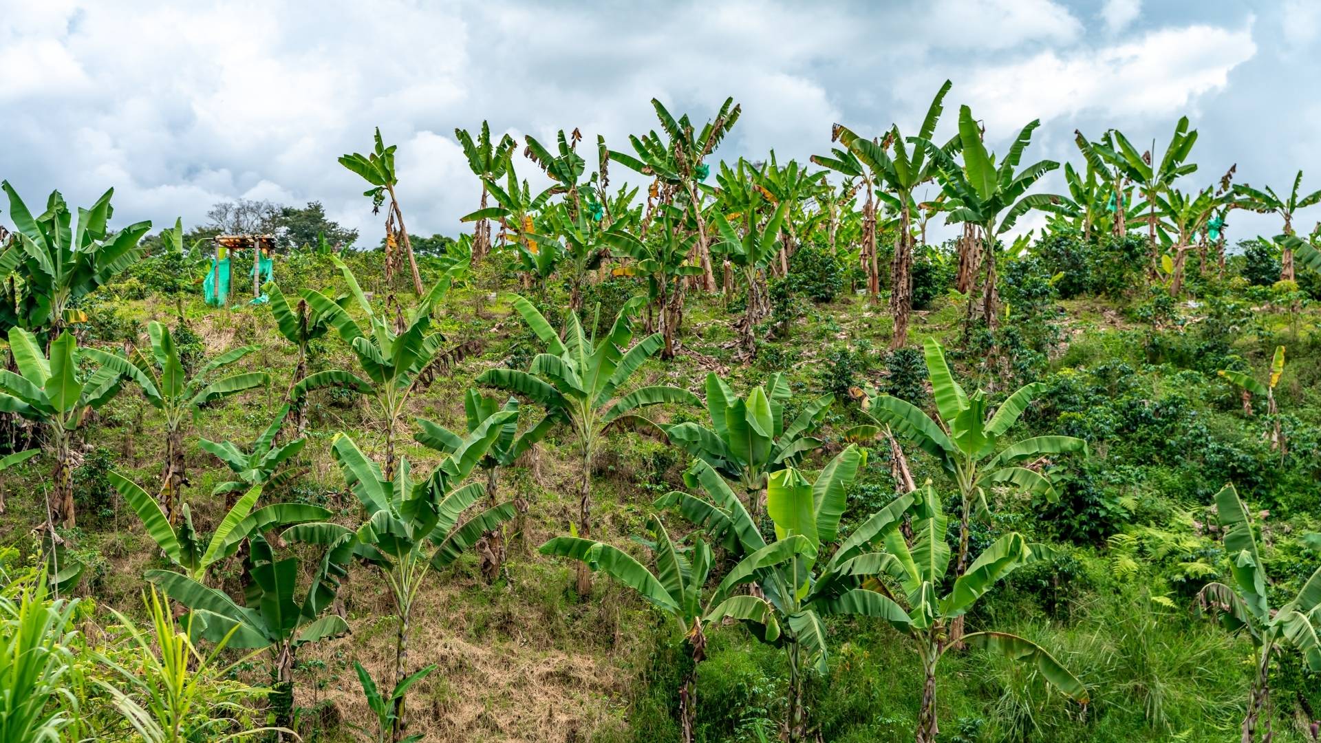 Hidden Struggles Behind Palm Oil Plantations