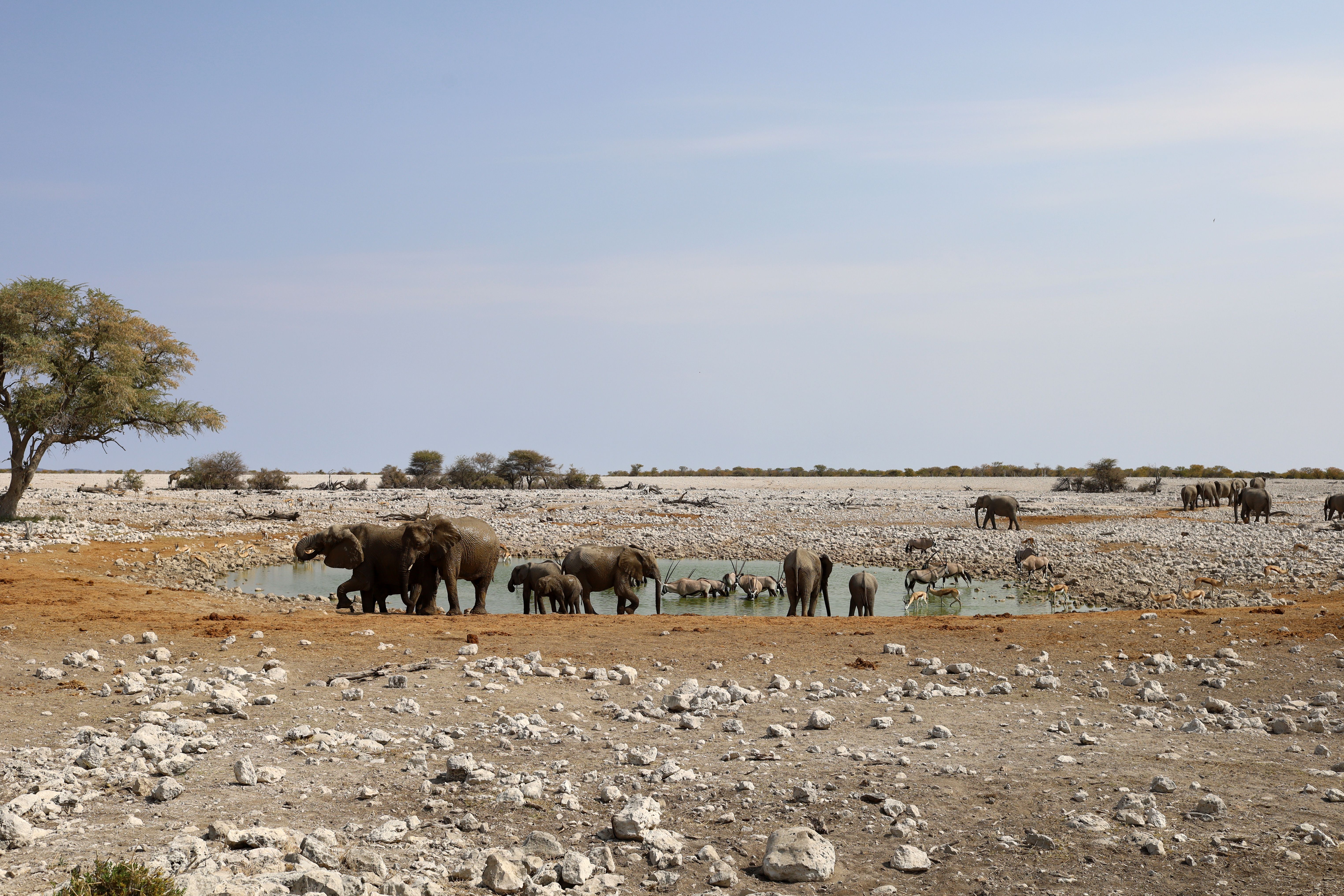 The white salt expanse of the Etosha pan with wildlife along its margin