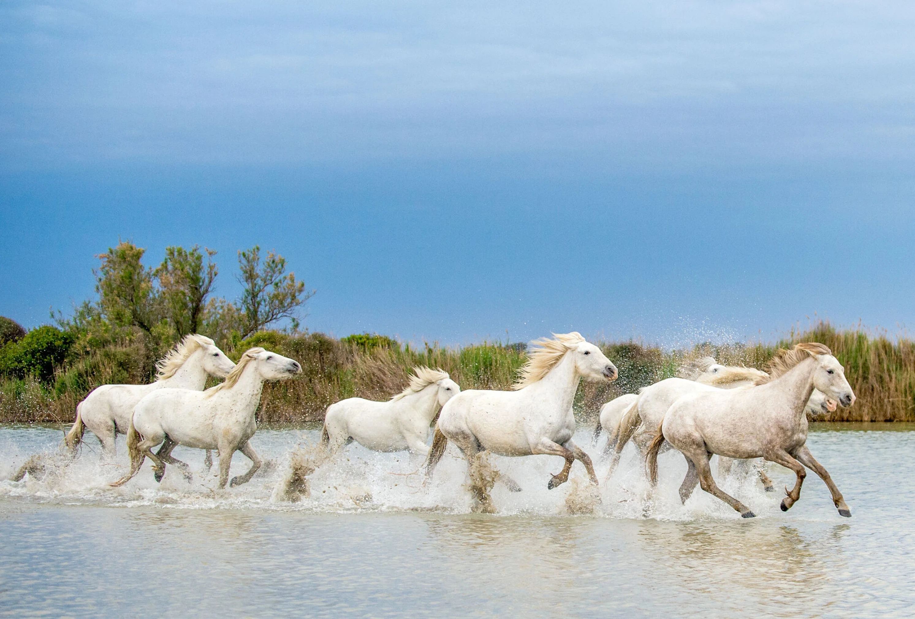 Chevaux camargue galopant dans l'eau