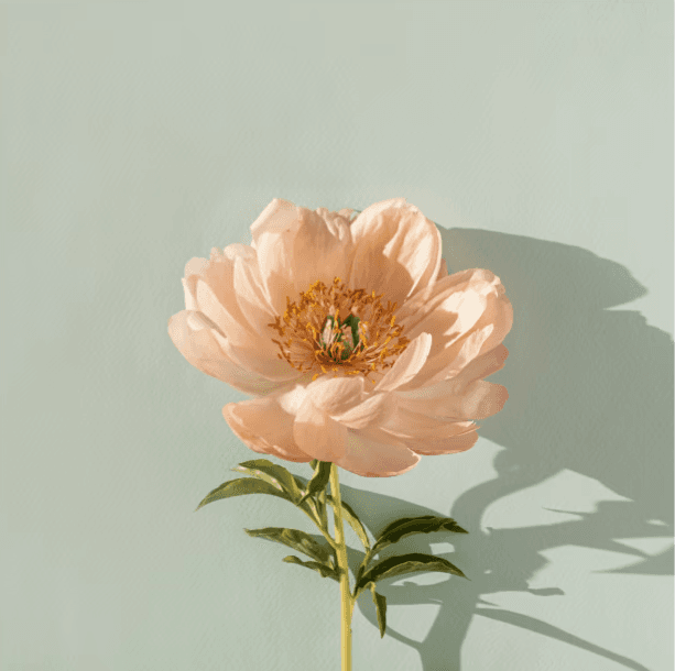 A delicate peach-colored flower with layered petals and a vibrant yellow center is set against a soft, pale green background, casting a gentle shadow.