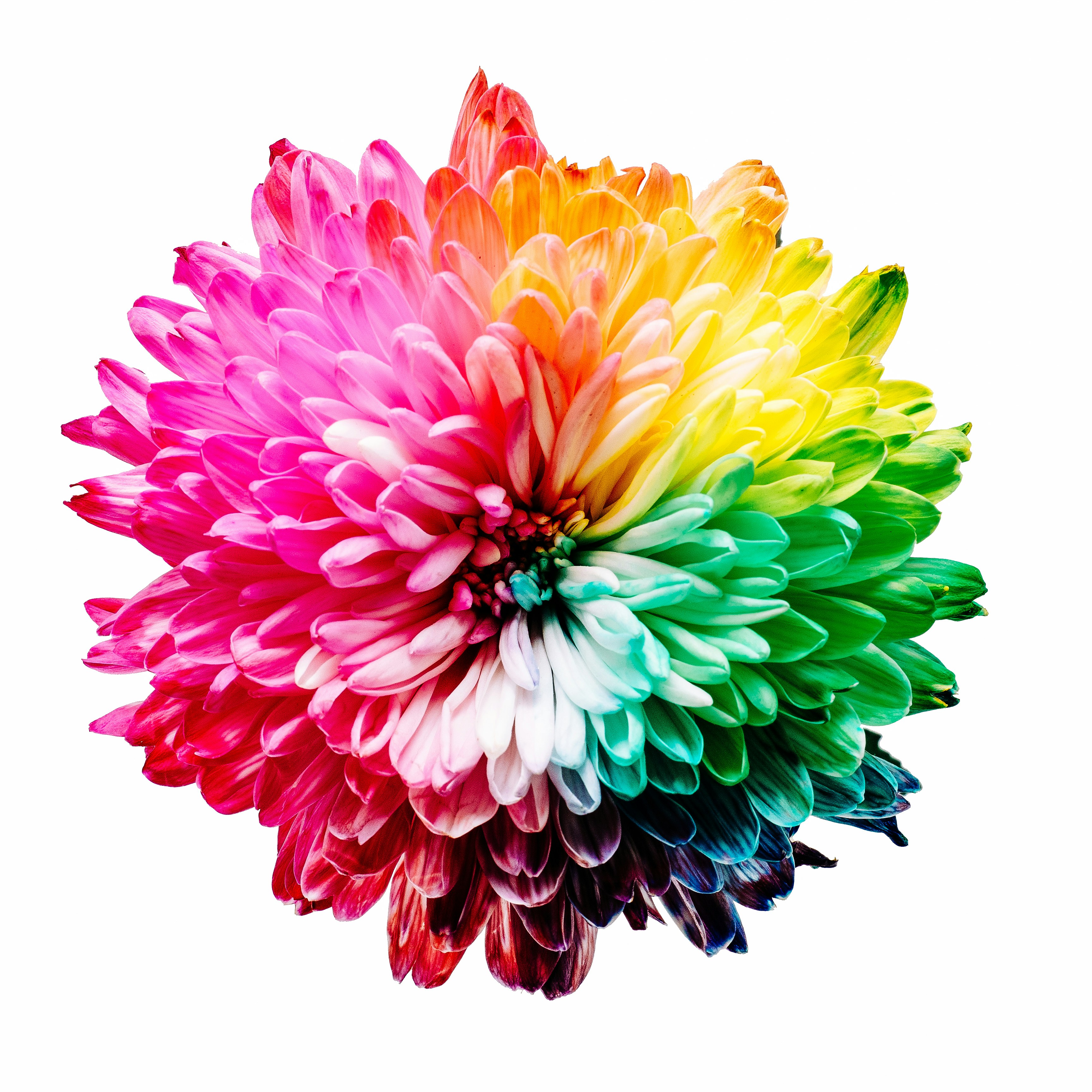 Rainbow Flower LGBTQ+ Friendly