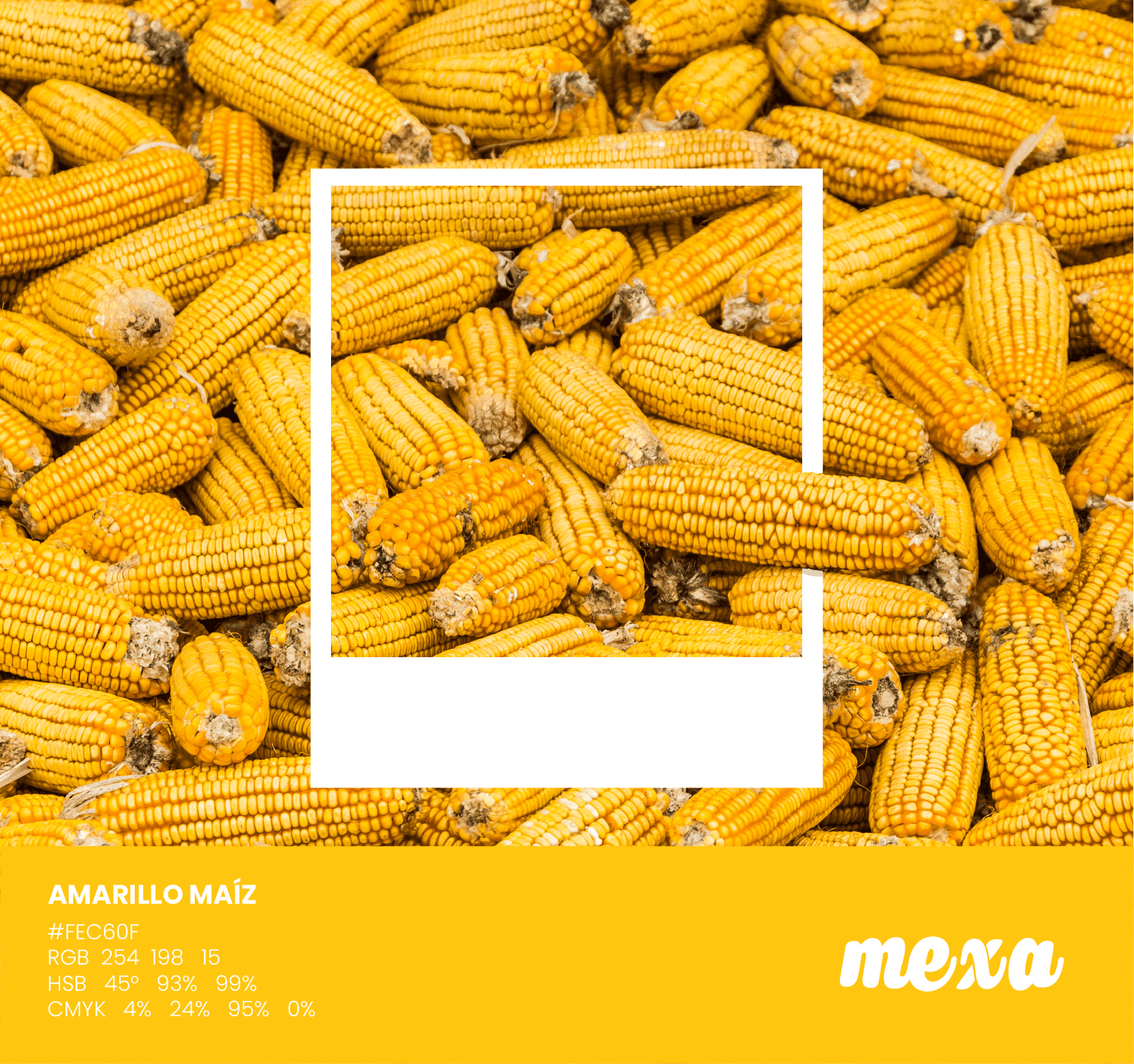 maíz