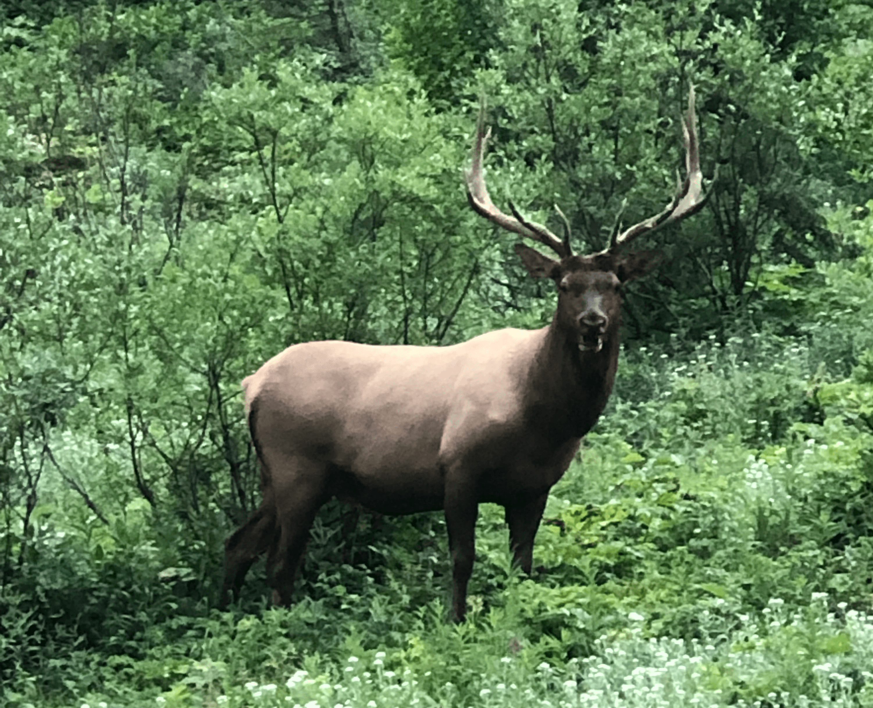 Bull Elk