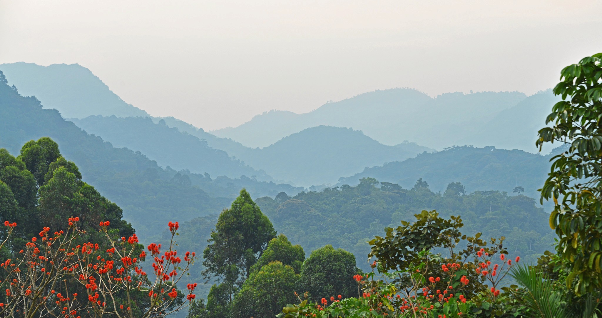The Bwindi Forest canopy