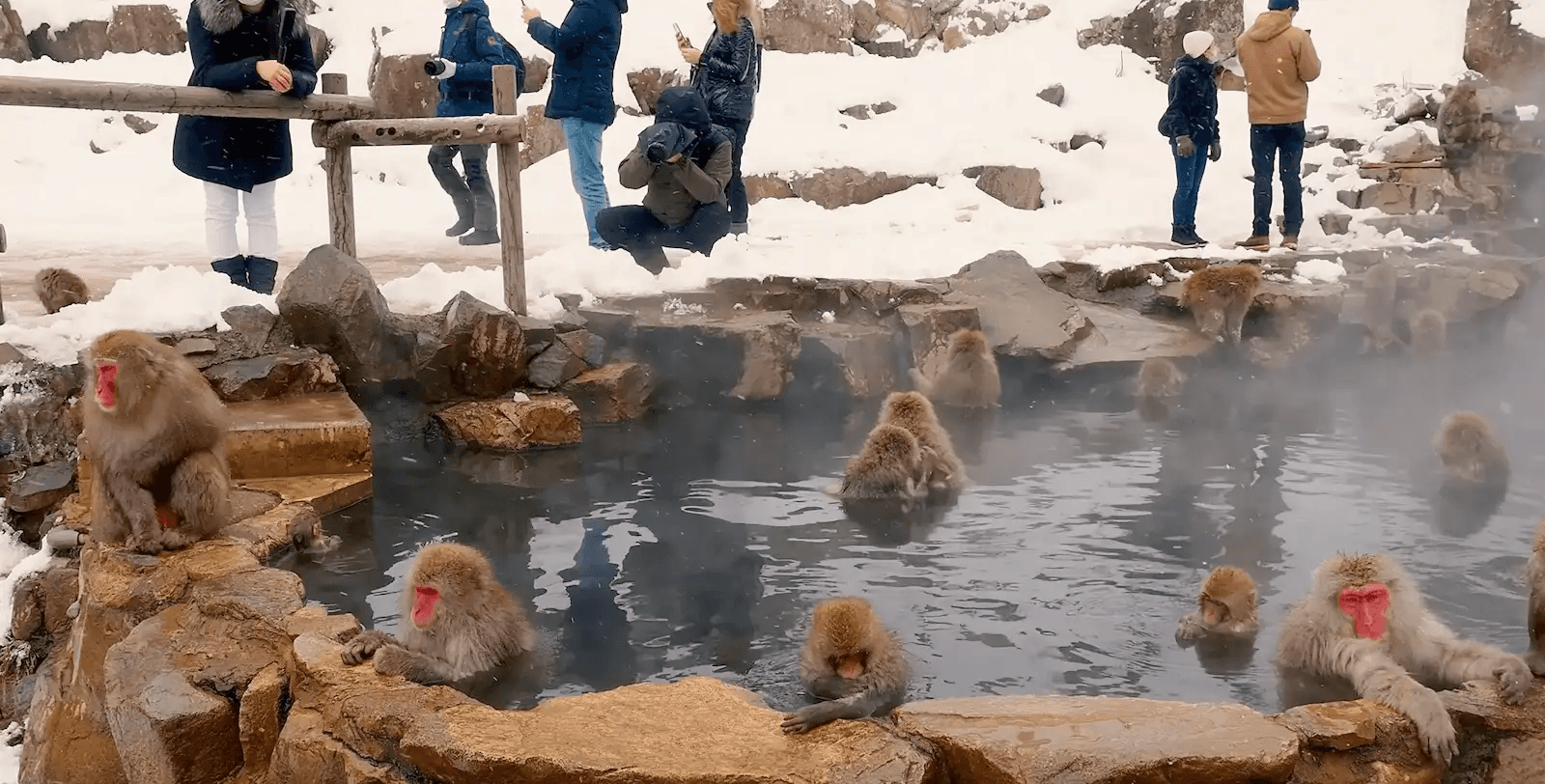 Peak-season crowds lining the railing above the snow monkey bathing pool