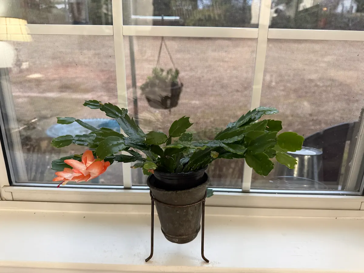 A blooming Christmas cactus on a windowsill, symbolizing patience, growth, and quiet healing.