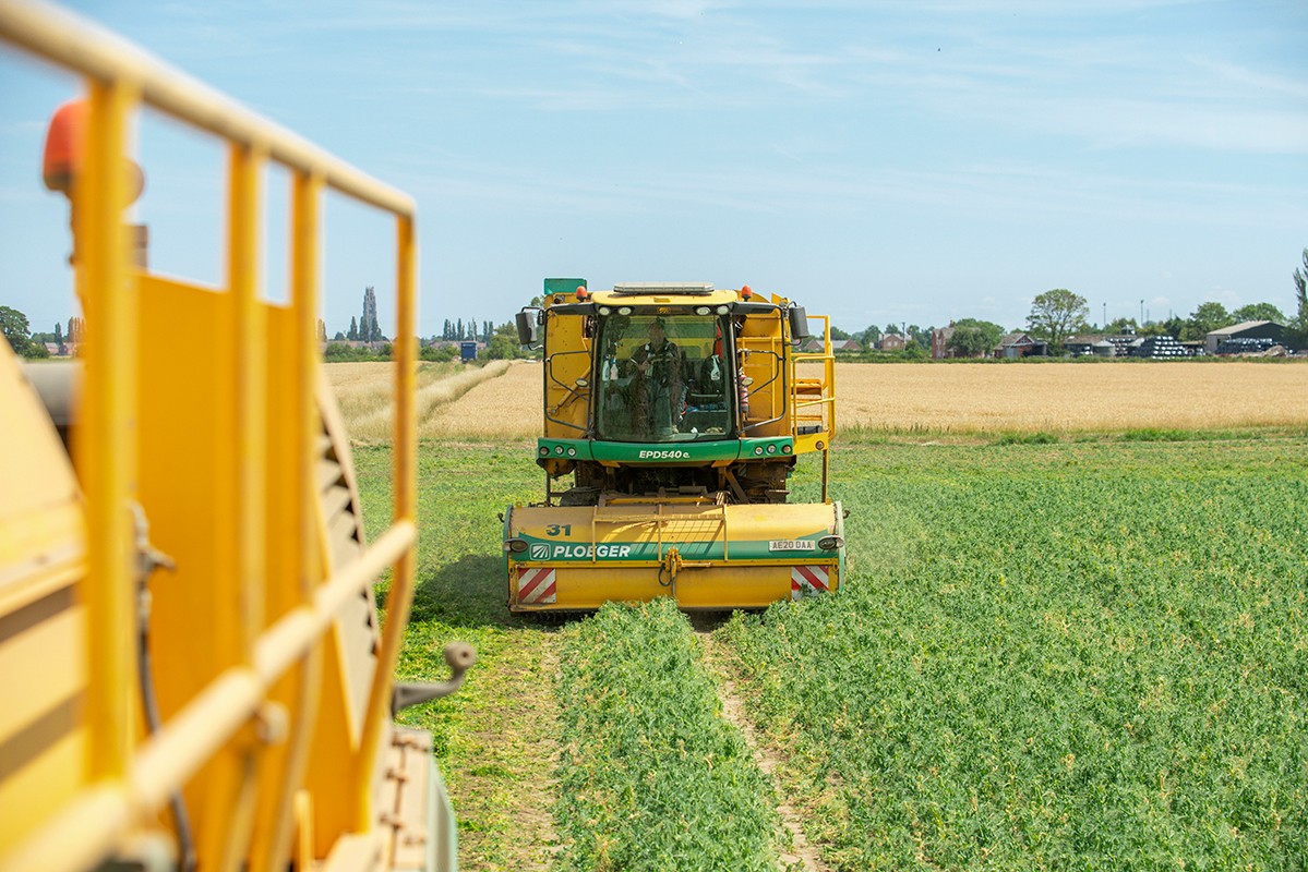 A Ploeger EPD540 pea harvester (number 31) working through a green pea field on a sunny day, photographed from behind a second harvester in the foreground, with farm buildings and trees visible on the horizon.