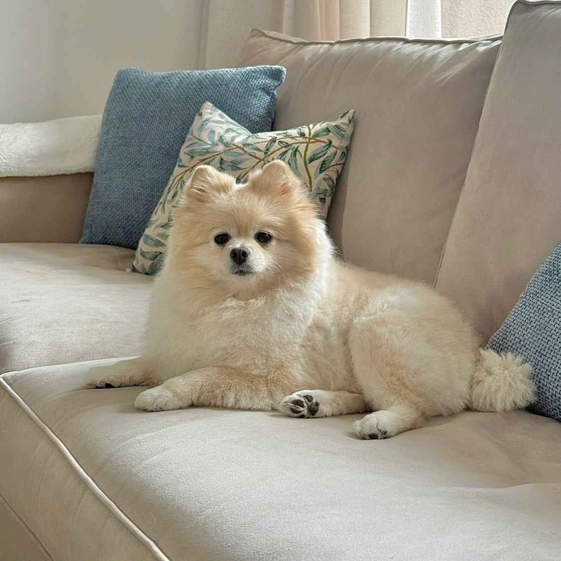 A Pomeranian is lying down on the beige sofa with green and blue pillows.