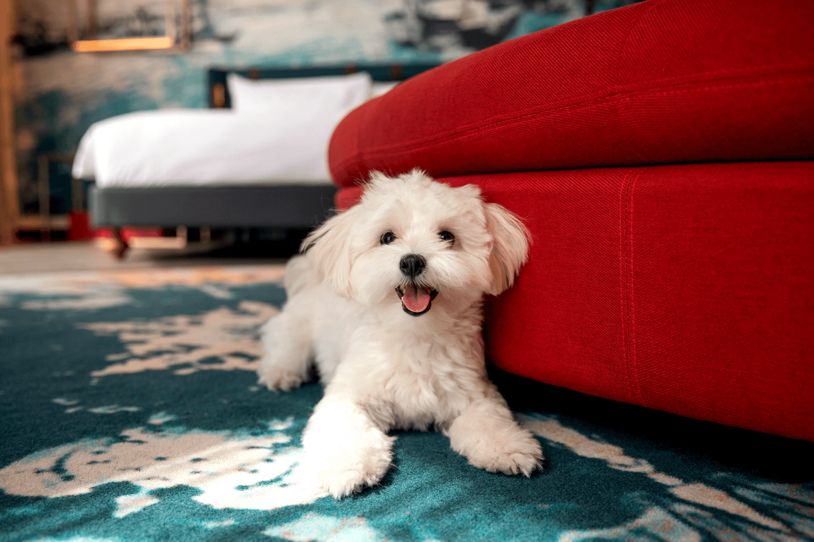 Pet-friendly hotel room at Hotel Indigo Dubai Downtown with a small dog resting beside the sofa.