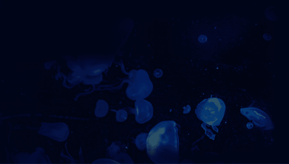 blue jellyfishes at the dark sea