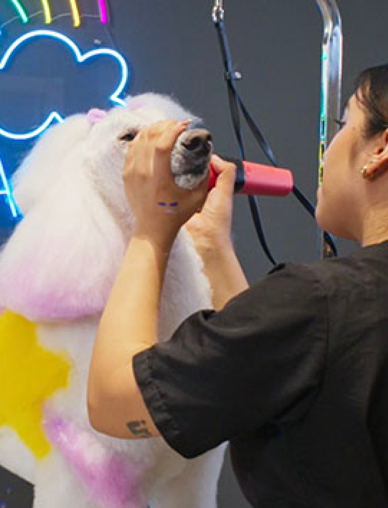 Groomer styling a white poodle with colorful details under a neon rainbow light to highlight creativity, fun, and artistic grooming expression.