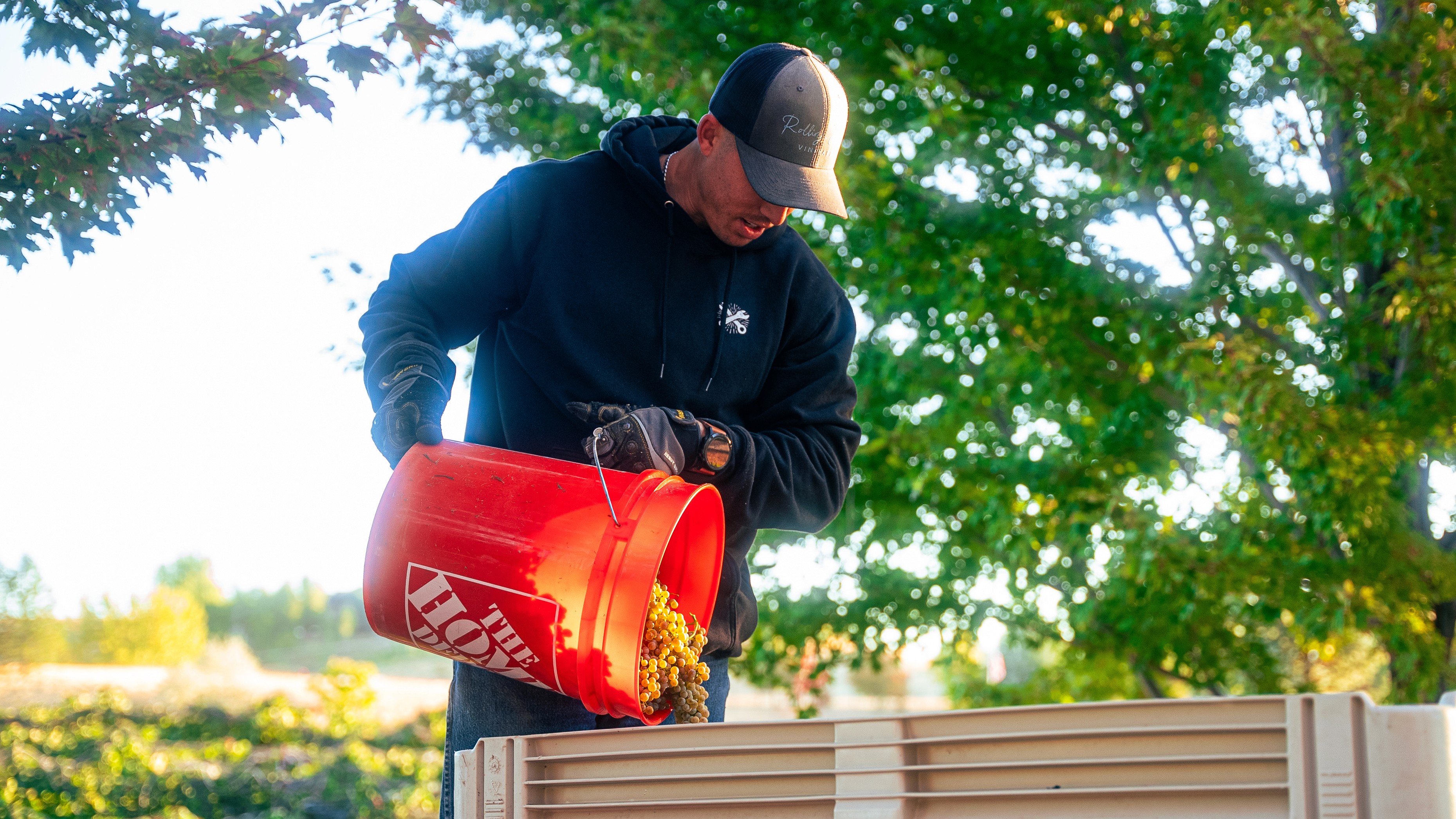 Daniel Pasculli emptying a bucket of freshly harvested grapes at Rolling Hills Vineyard