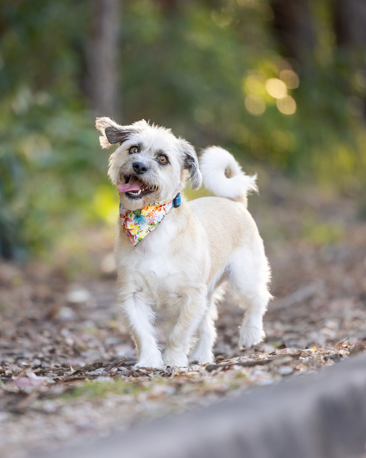 Cream fluffy dog walking in forest at sunset