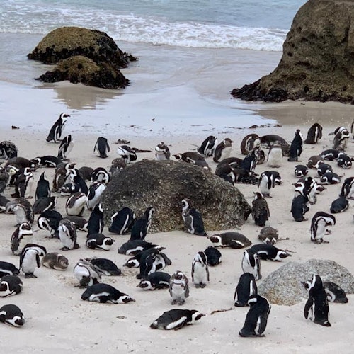 Boulders beach, Colony of African Penguins.