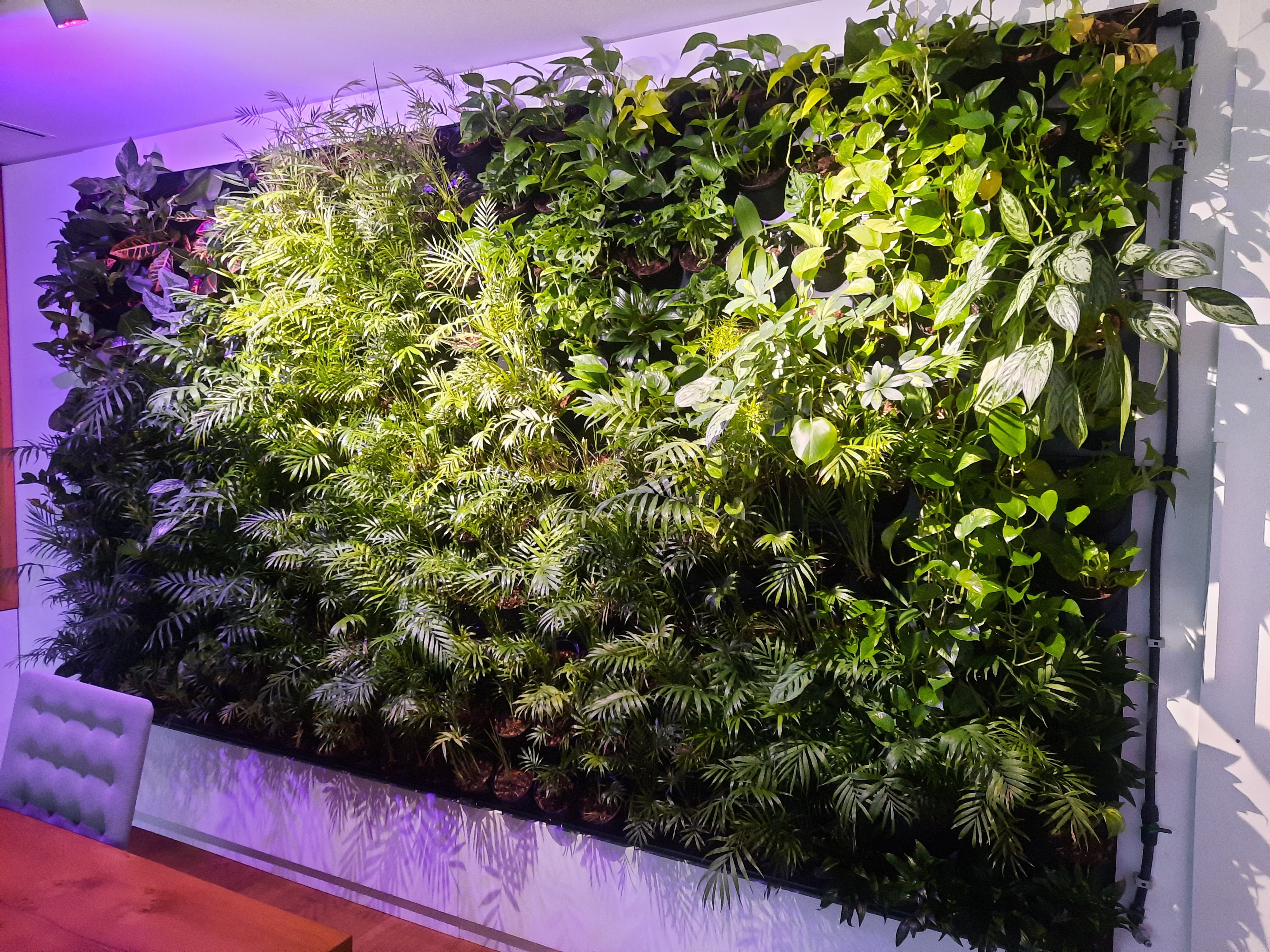 Függőleges kert páfrányokkal és futónövényekkel irodaépület homlokzatán