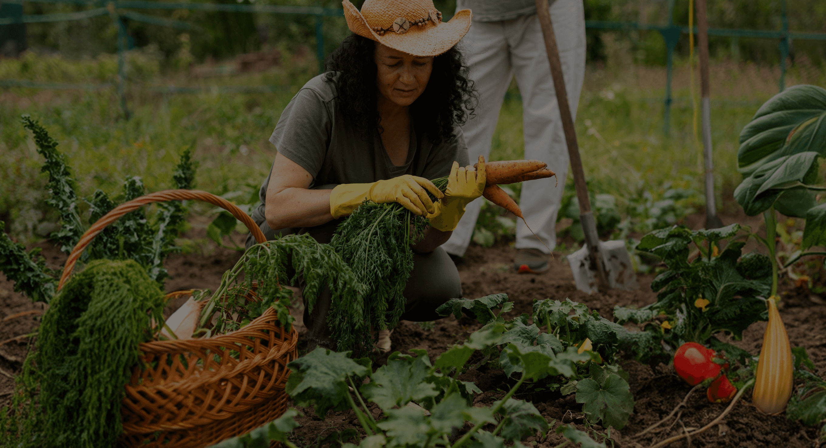 Femme récoltant des carottes à la main